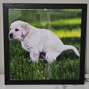 Pooping White Labrador Puppy Framed Photo (12"x12")